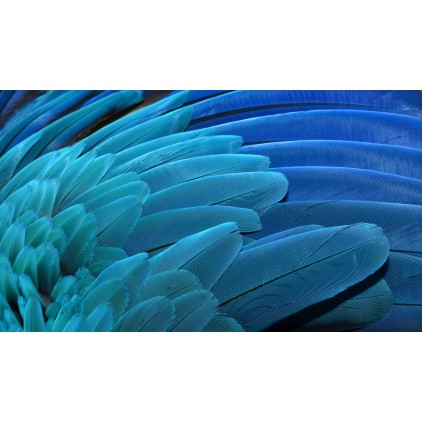 Plumes turquoises