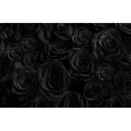 rose noir