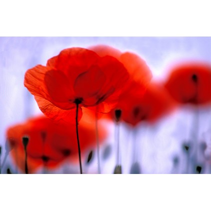 coquelicot